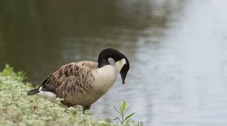 Canadian goose, Branta canadensis maxima, at the edge of a pond in springの写真素材