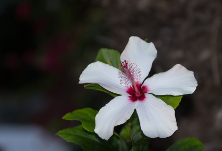 White and pink Hibiscus flower with detailed stamen and pistil in a Hawaiian garden in springの写真素材