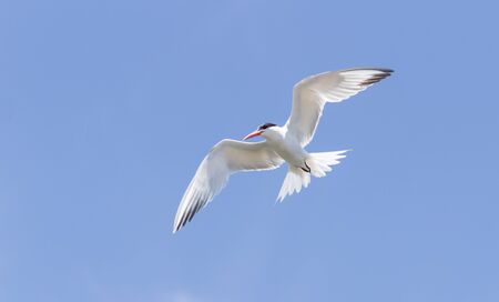 Elegant tern, Thalasseus elegans, in flight on a blue sky in Huntington Beach, Southern Californiaの写真素材