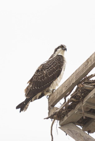Male osprey bird, Pandion haliaetus, perched on its nest in springの写真素材