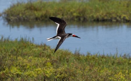 Black skimmer tern, Rynchops niger, shorebird in flight in a marsh in Southern California