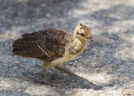 peacock  peafowl, Pavo cristatus chickの写真素材