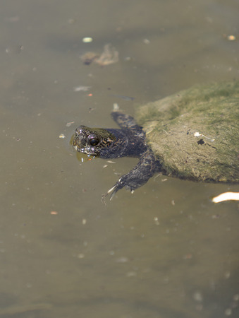 Red eared slider turtle, Trachemys scripta elegans, sunbathing on a long in a pondの写真素材