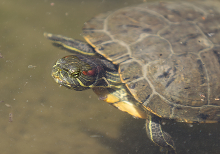 Red eared slider turtle, Trachemys scripta elegans, sunbathing on a long in a pondの写真素材