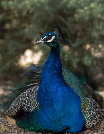 Male peacock, Pavo cristatus, living wild in Southern Californiaの写真素材