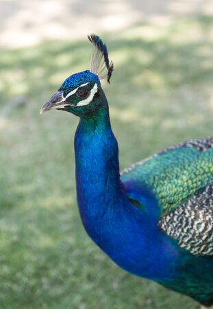 Male peacock, Pavo cristatus, living wild in Southern Californiaの写真素材