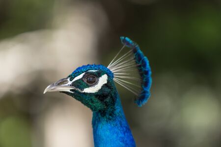 Male peacock, Pavo cristatus, living wild in Southern California, USAの写真素材