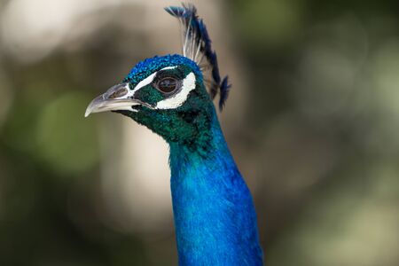 Male peacock, Pavo cristatus, living wild in Southern Californiaの写真素材