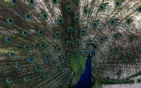 Male peacock, Pavo cristatus, living wild in Southern Californiaの写真素材