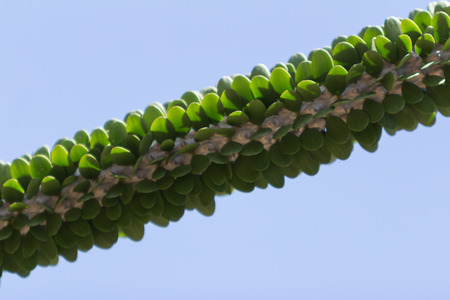 Octopus tree, Didierea madagascariensis, spiny desert, in Madagascar spiny thicketの写真素材