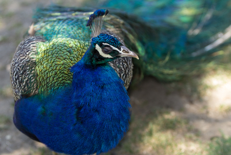 Male peacock, Pavo cristatus, living wild in Southern Californiaの写真素材
