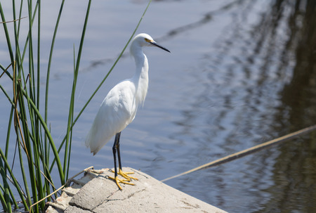 Snowy Egret, Egretta thula, forages in a tidal pool in Huntington Beach, Southern California