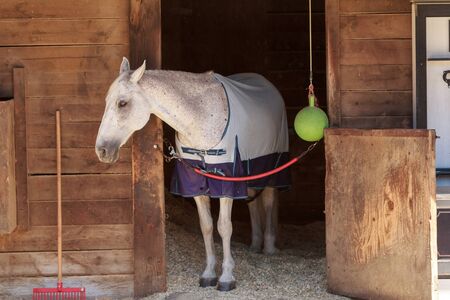 Louisville, Kentucky, United States,  July 2015: White bay horse view out the stable in a barnのeditorial素材
