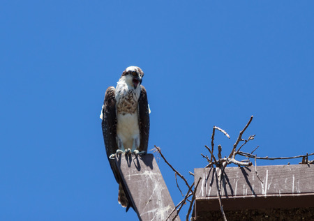 Osprey bird, Pandion haliaetus, on a perch against a blue sky in springのeditorial素材