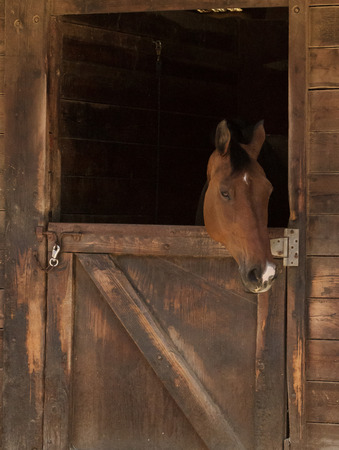 Louisville, Kentucky, United States,  July 2015: Brown bay horse view out the stable in a barnのeditorial素材