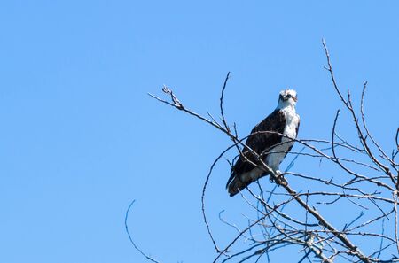 Osprey bird, Pandion haliaetus, on a perch against a blue sky in springのeditorial素材