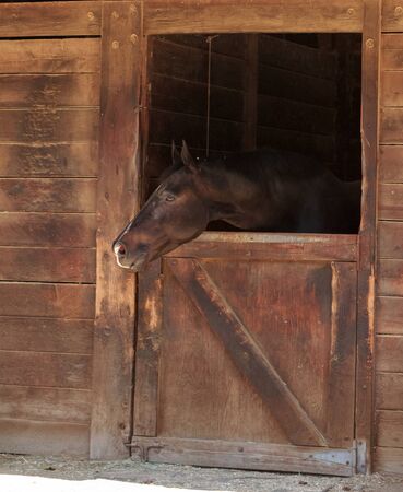 Louisville, Kentucky, United States,  July 2015: Brown bay horse view out the stable in a barnのeditorial素材