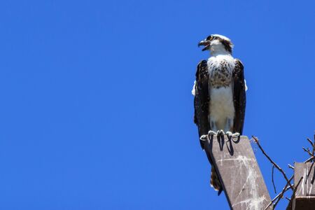 Osprey bird, Pandion haliaetus, on a perch against a blue sky in springの写真素材