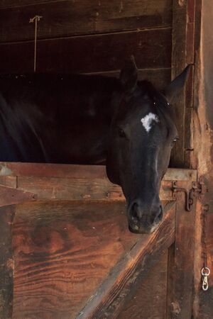 Louisville, Kentucky, United States,  July 2015: Brown bay horse view out the stable in a barnのeditorial素材