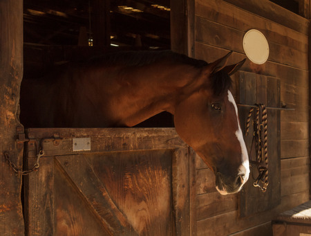 Louisville, Kentucky, United States,  July 2015: Brown bay horse view out the stable in a barnのeditorial素材