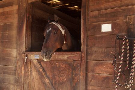 Louisville, Kentucky, United States,  July 2015: Brown bay horse view out the stable in a barnのeditorial素材