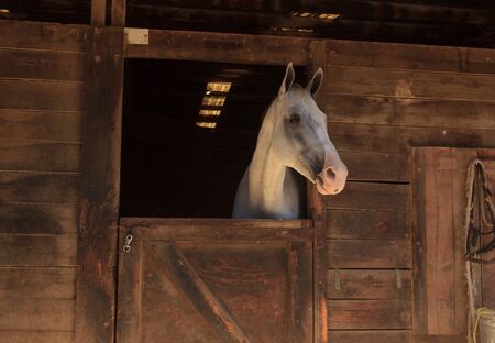 Louisville, Kentucky, United States,  July 2015: Brown bay horse view out the stable in a barnのeditorial素材