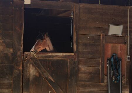 Louisville, Kentucky, United States,  July 2015: Brown bay horse view out the stable in a barnのeditorial素材