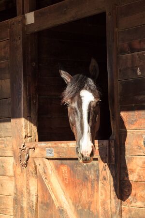 Louisville, Kentucky, United States,  July 2015: Brown bay horse view out the stable in a barnのeditorial素材