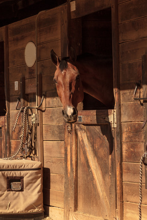 Louisville, Kentucky, United States,  July 2015: Brown bay horse view out the stable in a barnのeditorial素材