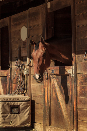 Louisville, Kentucky, United States,  July 2015: Brown bay horse view out the stable in a barnのeditorial素材