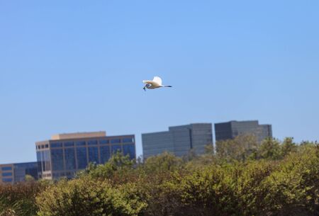 Snowy Egret, Egretta thula, flies over a cityscape with a frog in its mouth in Irvine, Southern Californiaの写真素材