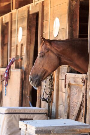 Louisville, Kentucky, United States,  July 2015: Brown bay horse view out the stable in a barnのeditorial素材