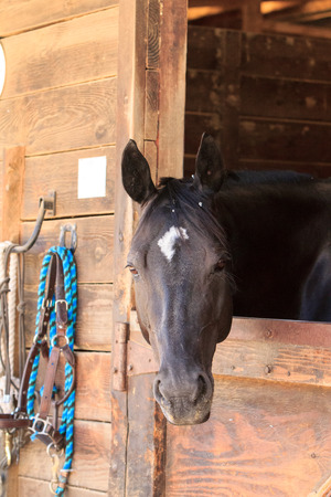 Louisville, Kentucky, United States,  July 2015: Brown bay horse view out the stable in a barnのeditorial素材