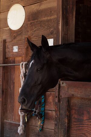 Louisville, Kentucky, United States,  July 2015: Brown bay horse view out the stable in a barnのeditorial素材