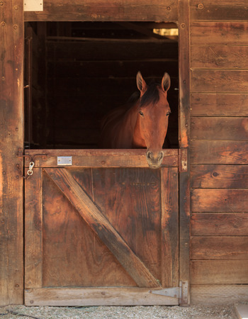 Louisville, Kentucky, United States,  July 2015: Brown bay horse view out the stable in a barnのeditorial素材
