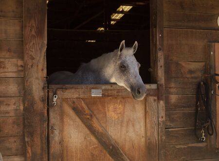 Louisville, Kentucky, United States,  July 2015: White bay horse view out the stable in a barnのeditorial素材