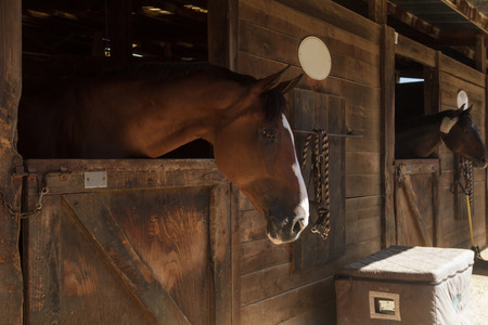 Louisville, Kentucky, United States,  July 2015: Brown bay horse view out the stable in a barnのeditorial素材