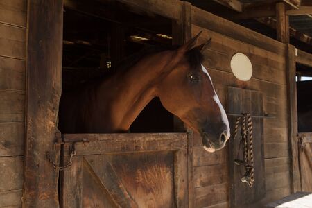 Louisville, Kentucky, United States,  July 2015: Brown bay horse view out the stable in a barnのeditorial素材