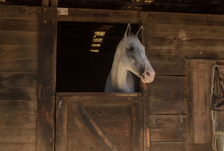Louisville, Kentucky, United States,  July 2015: White bay horse view out the stable in a barnのeditorial素材