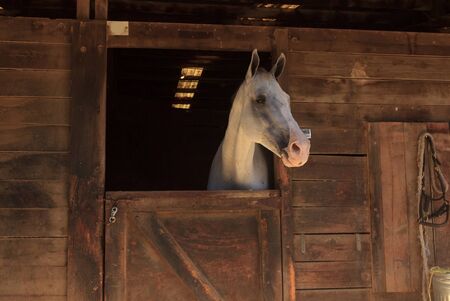 Louisville, Kentucky, United States,  July 2015: White bay horse view out the stable in a barnのeditorial素材