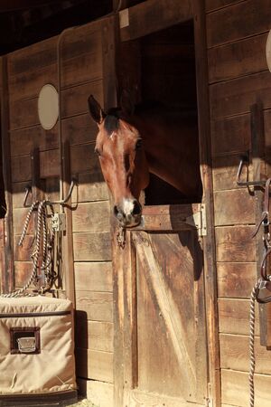 Louisville, Kentucky, United States,  July 2015: Brown bay horse view out the stable in a barnのeditorial素材