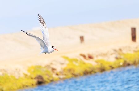 Elegant tern, Thalasseus elegans, flying across a blue sky in search of fish in Huntington Beach, Southern Californiaの写真素材
