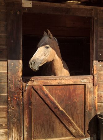 Louisville, Kentucky, United States,  July 2015: Brown bay horse view out the stable in a barnのeditorial素材
