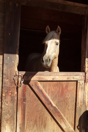 Louisville, Kentucky, United States,  July 2015: Brown bay horse view out the stable in a barnのeditorial素材