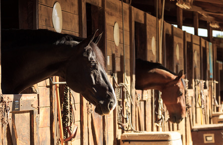 Louisville, Kentucky, United States,  July 2015: Brown bay horse view out the stable in a barnのeditorial素材