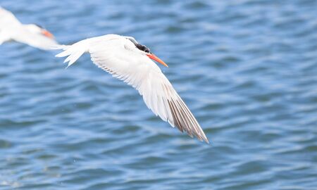 Elegant tern, Thalasseus elegans, flying across a blue sky in search of fish in Huntington Beach, Southern Californiaの写真素材