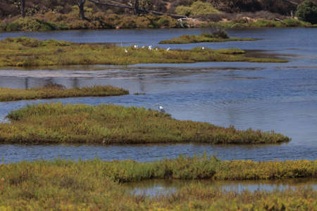 A cluster of egrets foraging in a marsh in Huntington Beach, Californiaの写真素材
