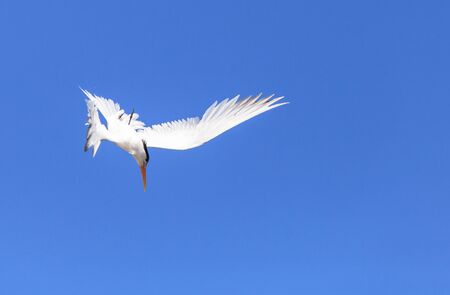 Elegant tern, Thalasseus elegans, flying across a blue sky in search of fish in Huntington Beach, Southern Californiaの写真素材