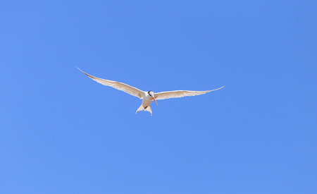 Elegant tern, Thalasseus elegans, flying across a blue sky in search of fish in Huntington Beach, Southern Californiaの写真素材