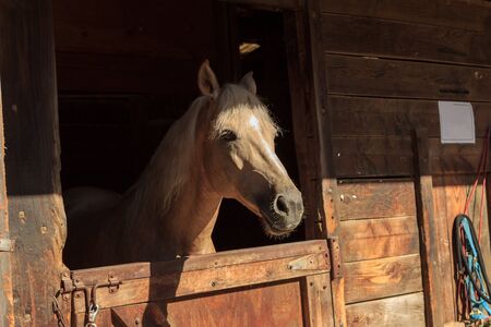 Louisville, Kentucky, United States,  July 2015: Brown bay horse view out the stable in a barnのeditorial素材